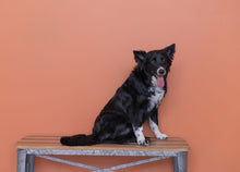 Load image into Gallery viewer, Whips Favorite Chews Box-All Natural Dog Treats
